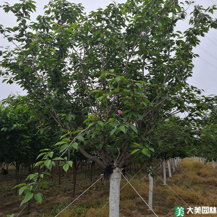 大(dà)葉早櫻