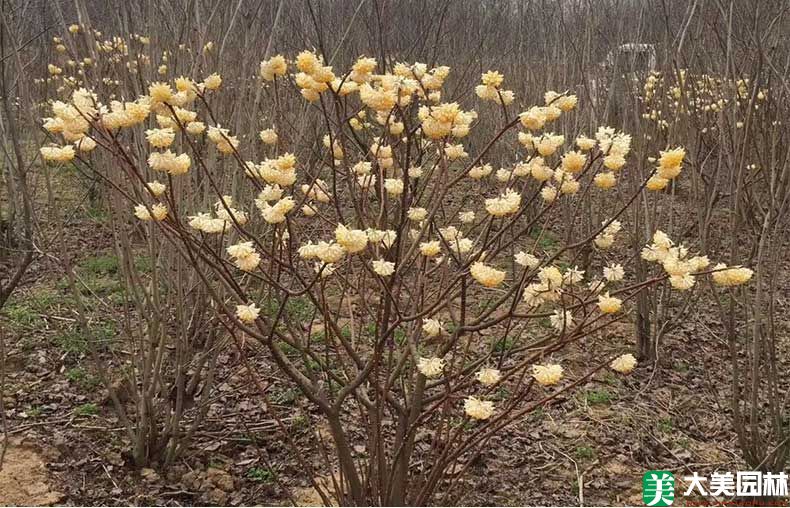 白花樹