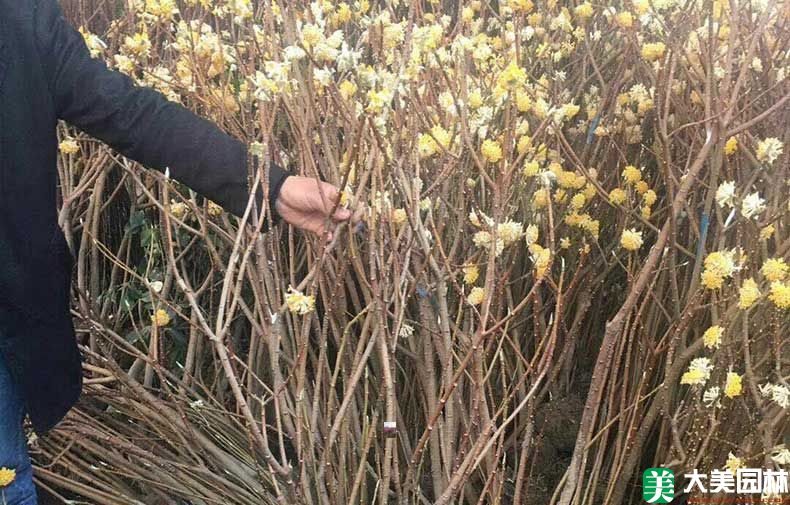 白花樹