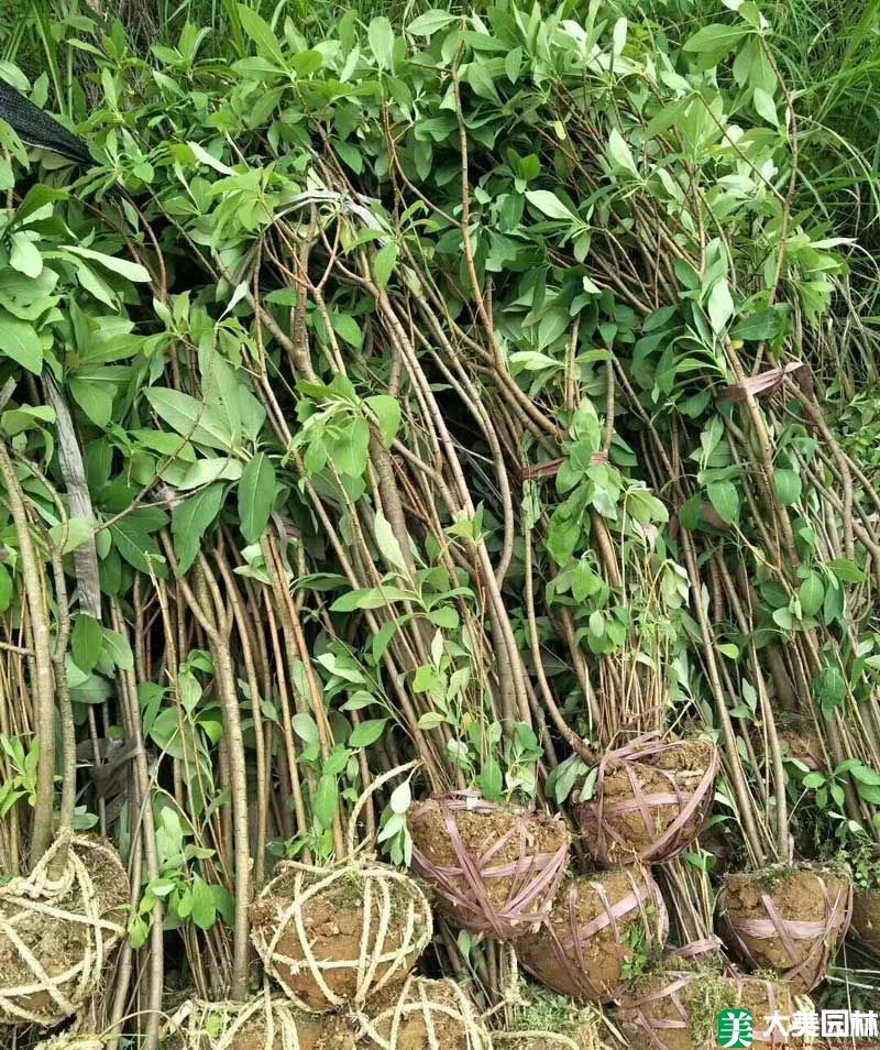 白花樹