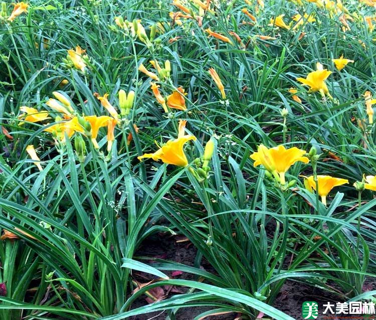 大(dà)花萱草
