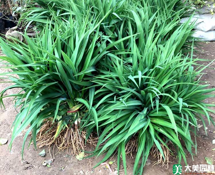 大(dà)花萱草