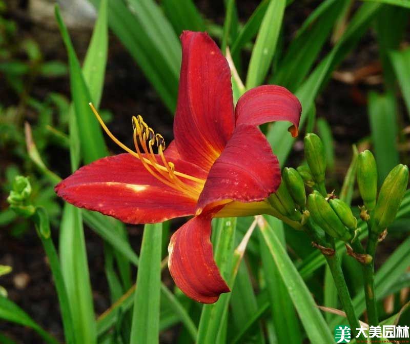 大(dà)花萱草