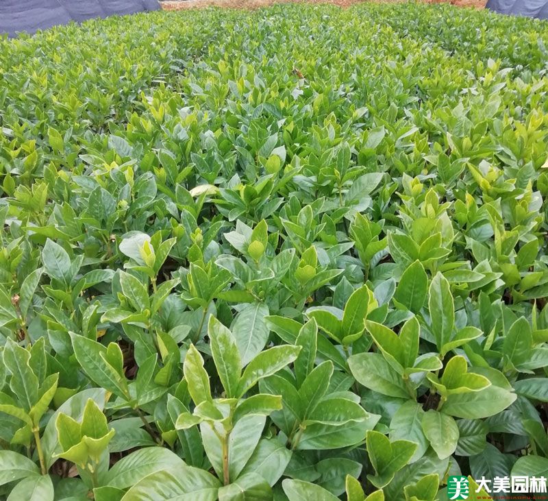 栀子(zǐ)花苗