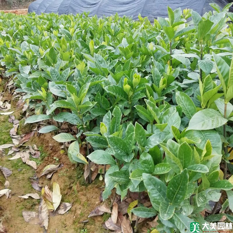 栀子(zǐ)花苗