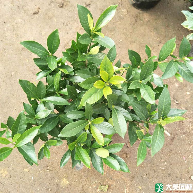 栀子(zǐ)花苗