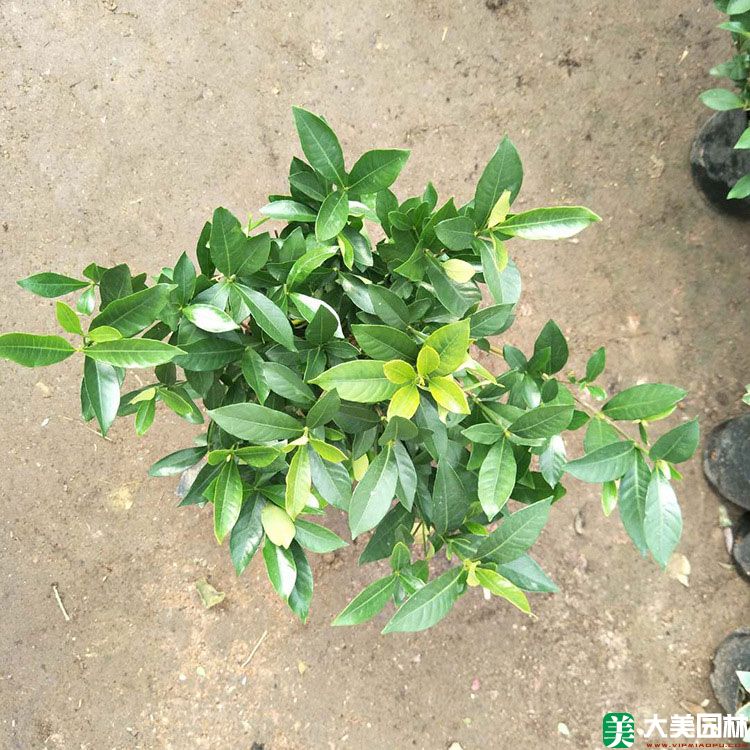 栀子(zǐ)花苗