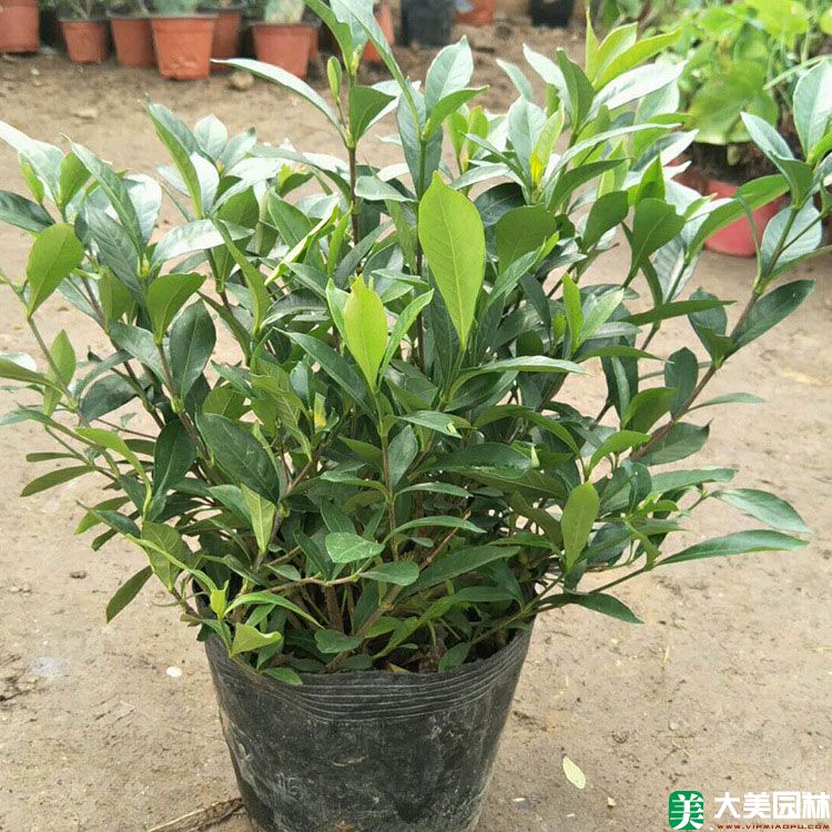 栀子(zǐ)花苗