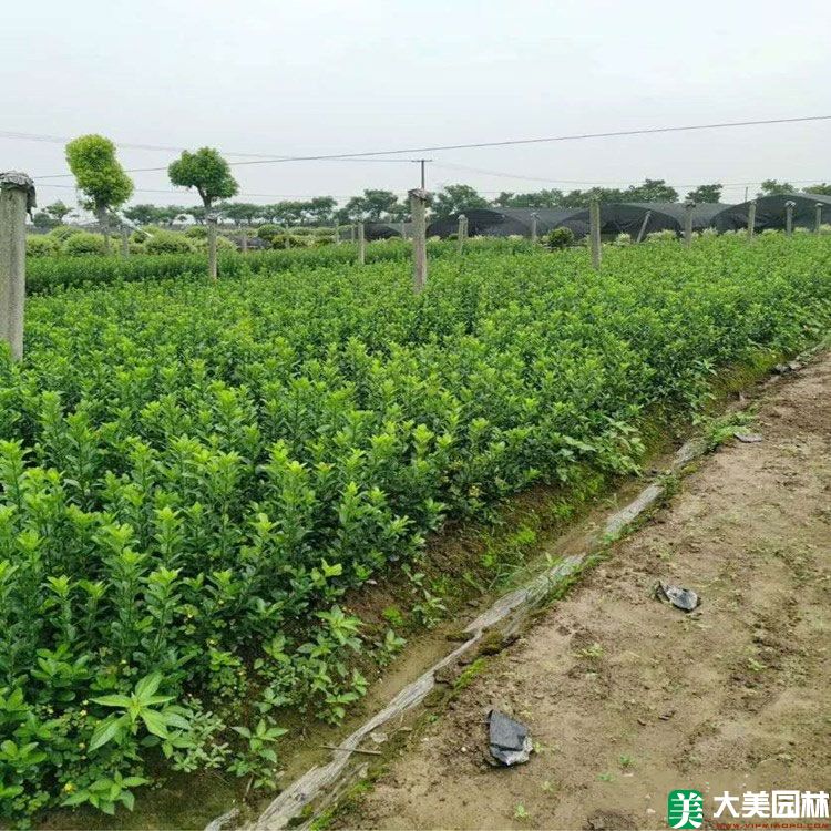 北海道(dào)黃楊