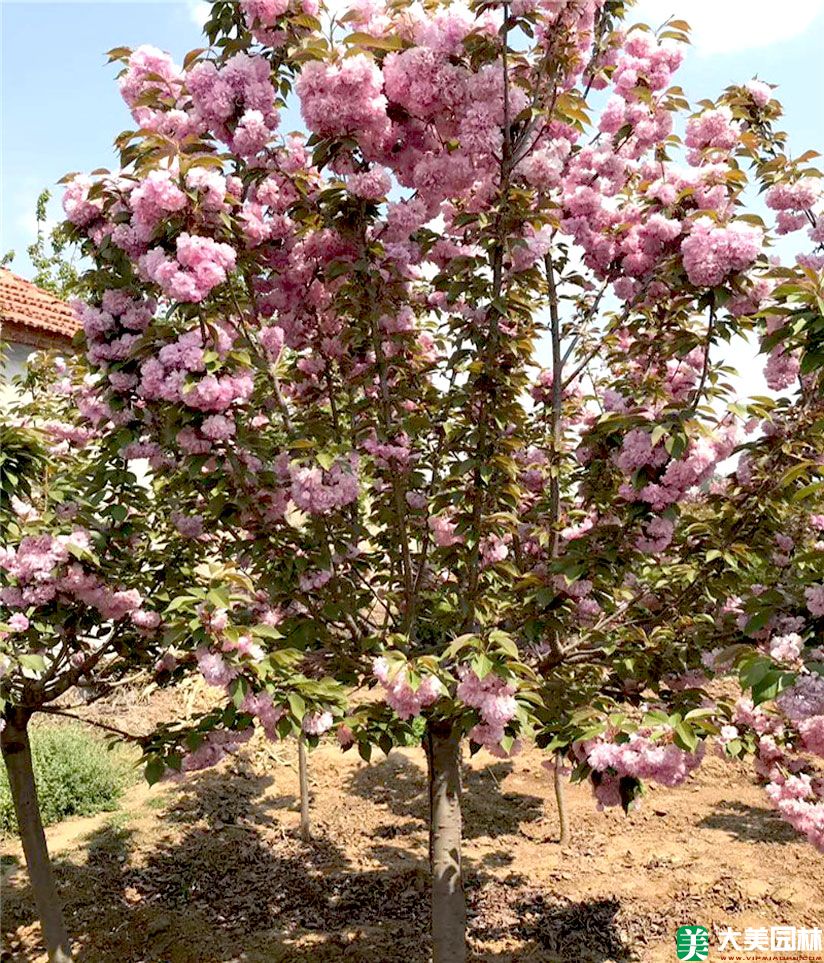 山櫻花