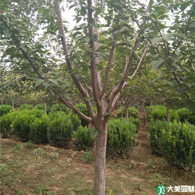 山櫻花