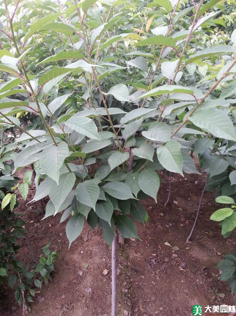山櫻花