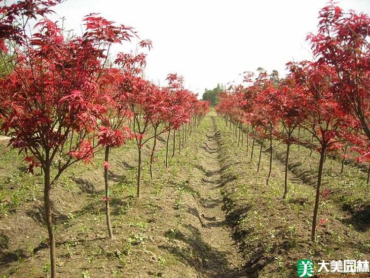 中國(guó)紅楓