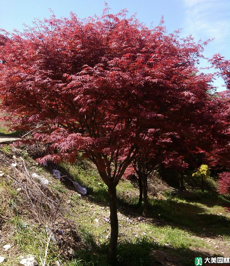 中國(guó)紅楓