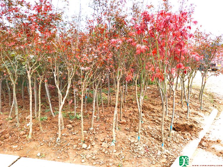 中國(guó)紅楓