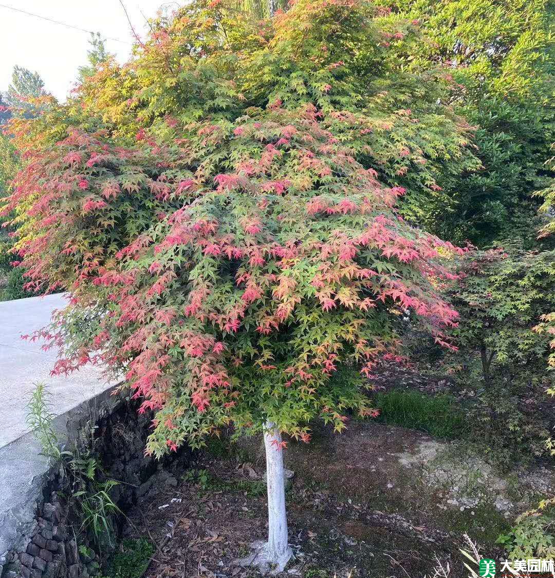 中國(guó)紅楓