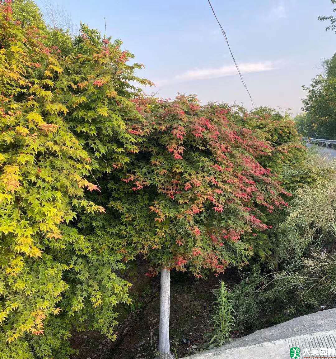 中國(guó)紅楓