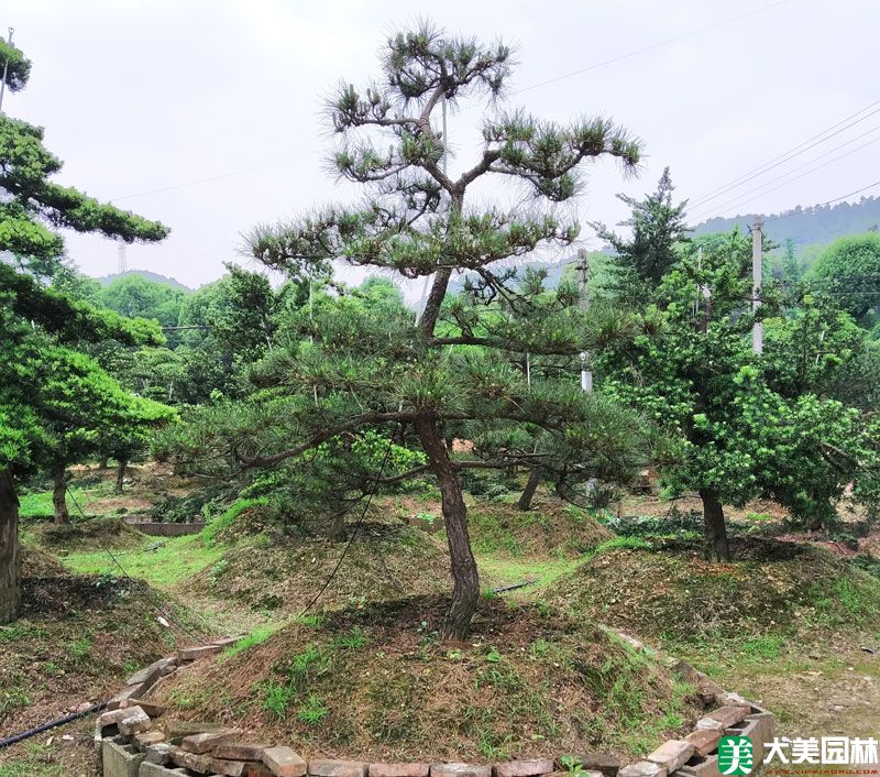 湖南哪裏有苗圃基地(dì / de)