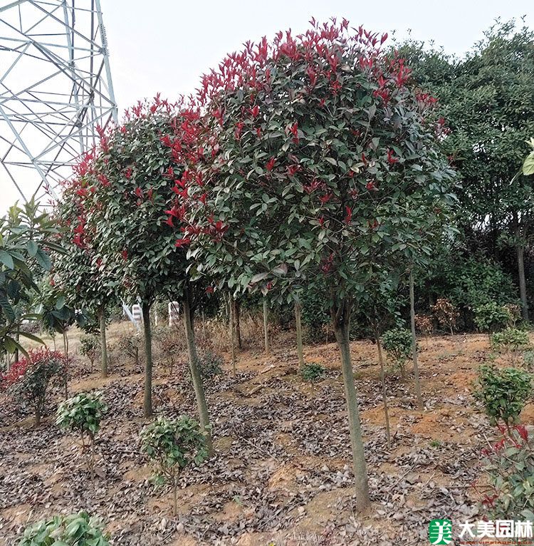高杆紅葉石楠