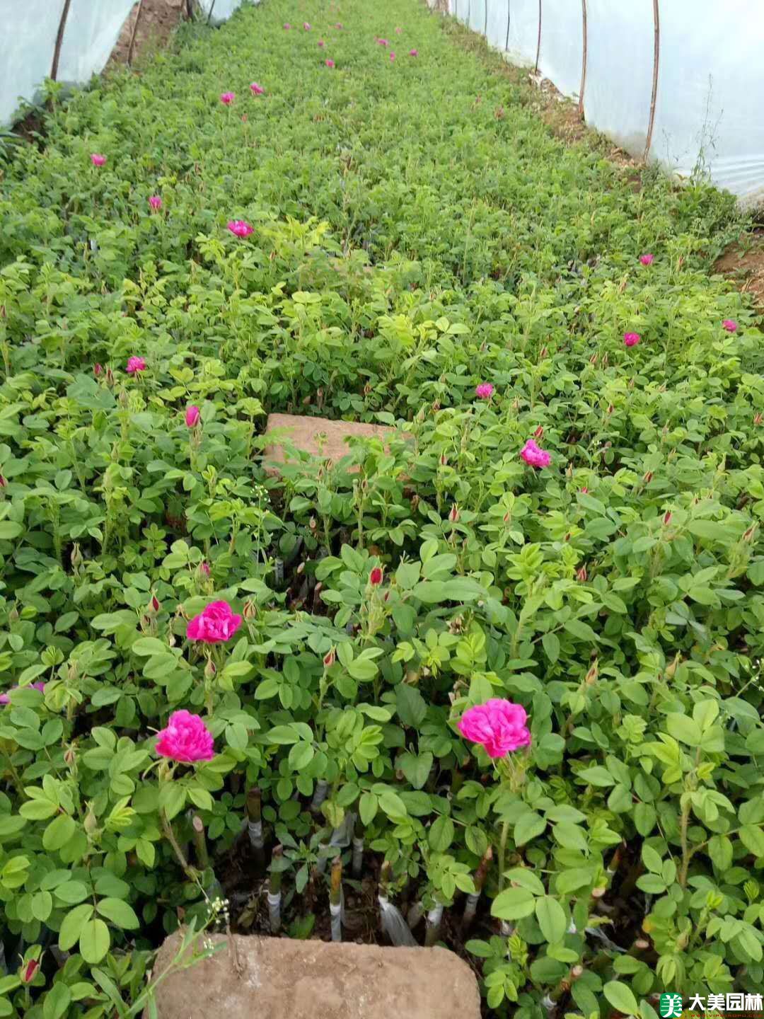 平陰玫瑰