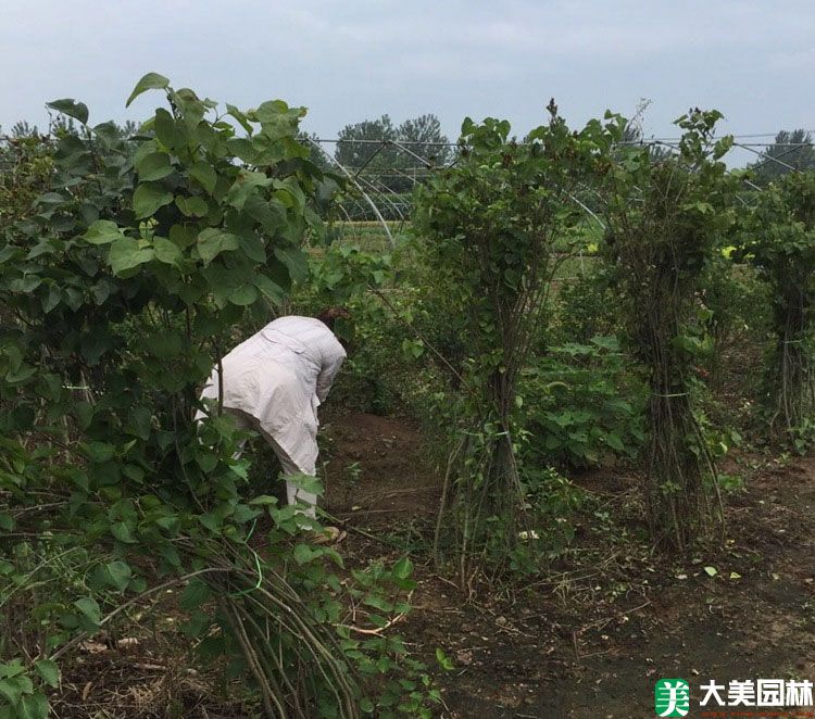 小葉丁香