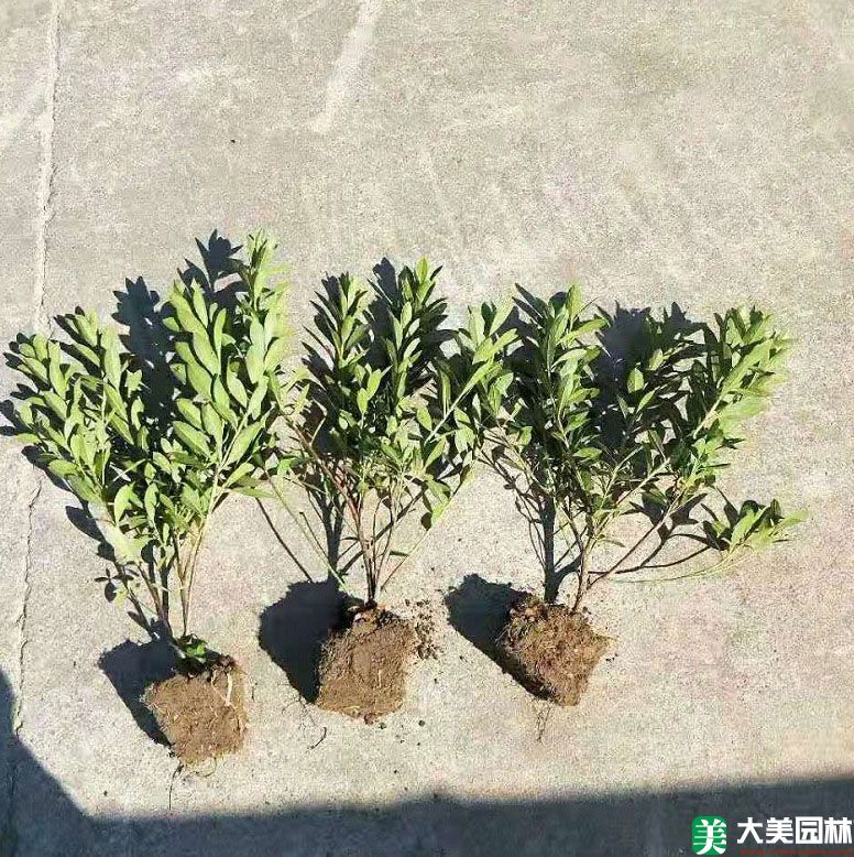 毛鵑