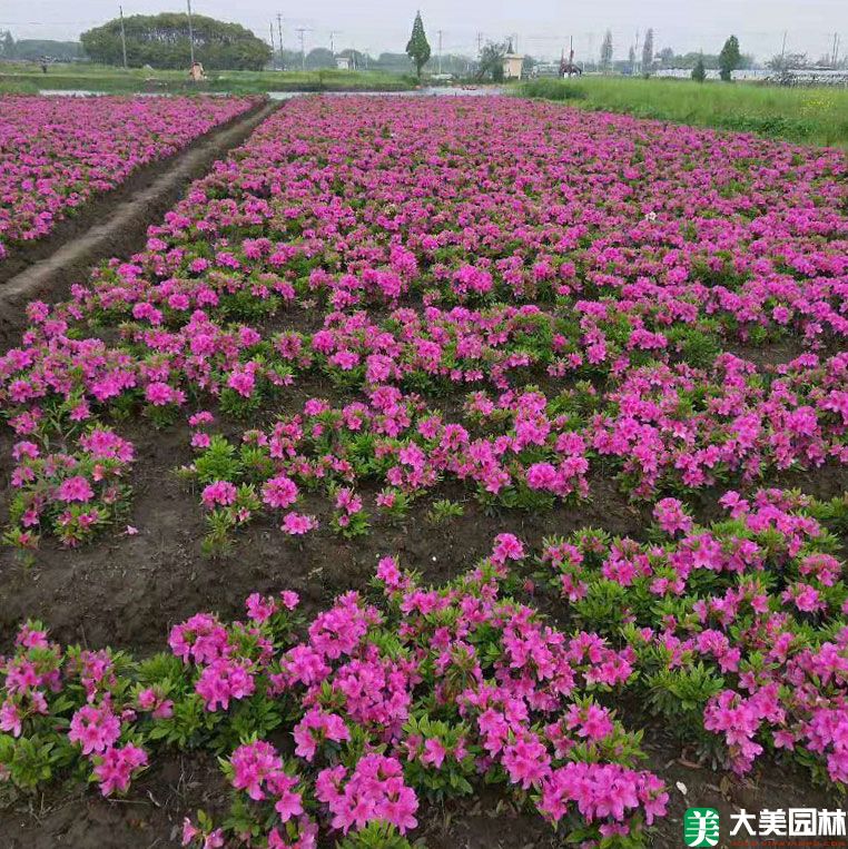 毛鵑