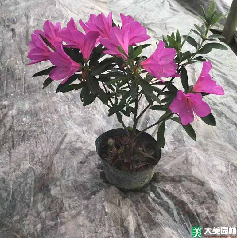 毛鵑