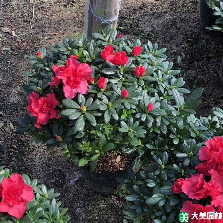 西洋鵑