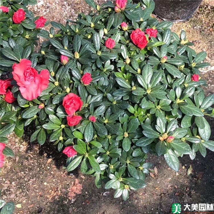 西洋鵑