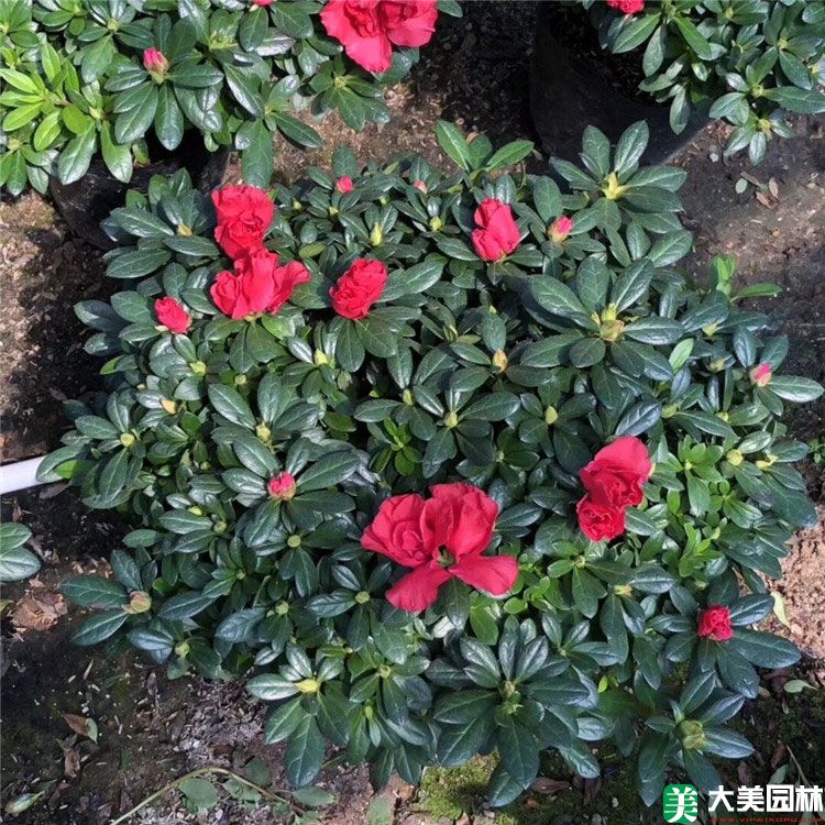 西洋鵑