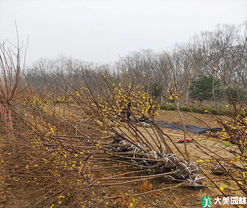 素心蠟梅
