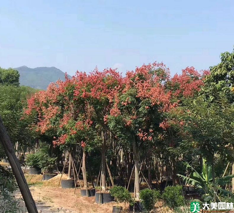 栾樹