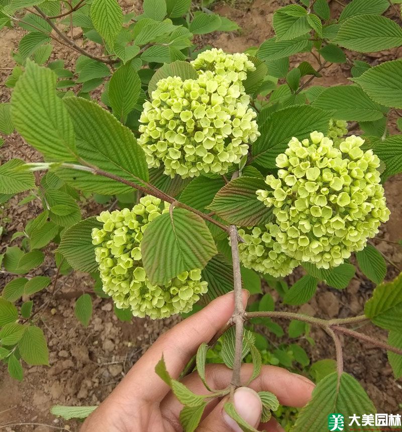 木繡球