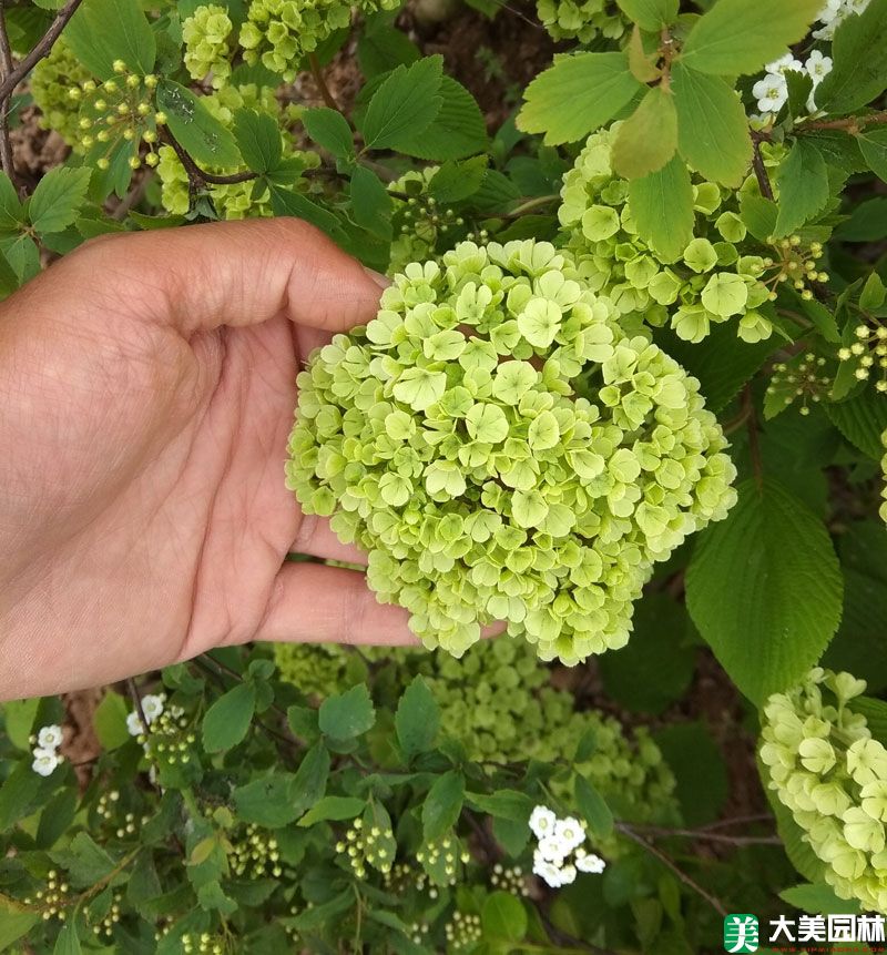 木繡球