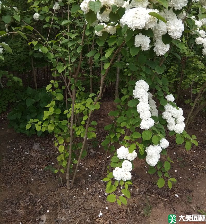 木繡球