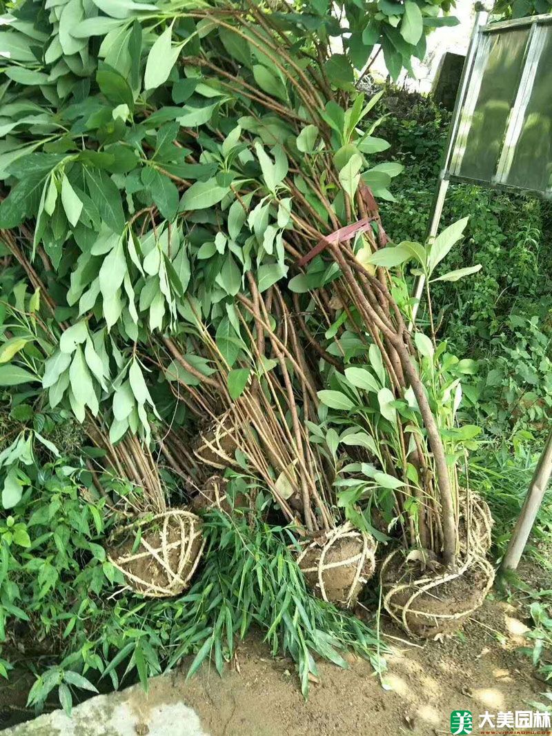 夢花樹