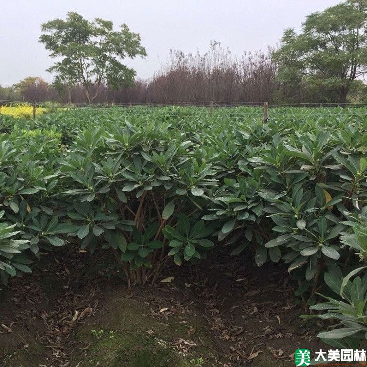 夢花樹