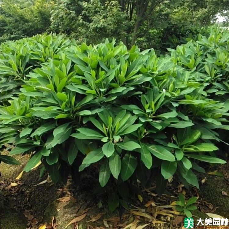 夢花樹