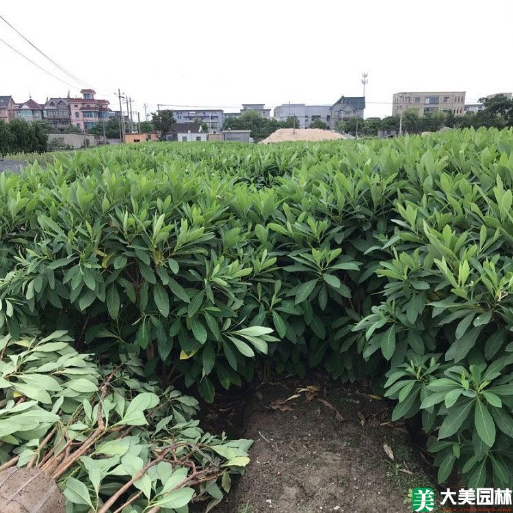 夢花樹