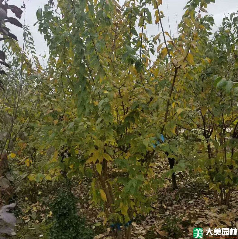 蠟梅