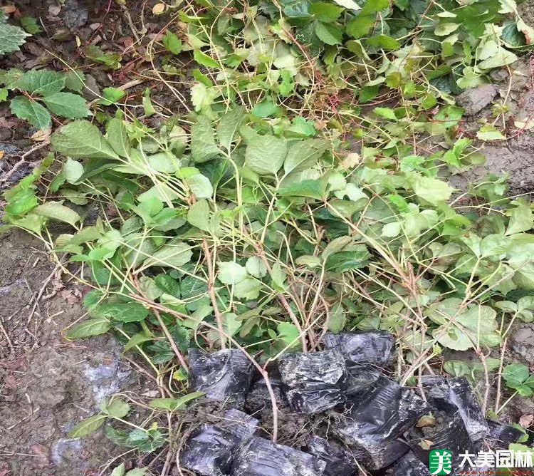 爬山虎