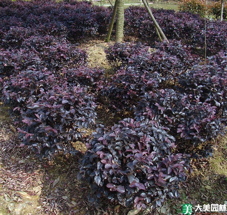 紅檵木球