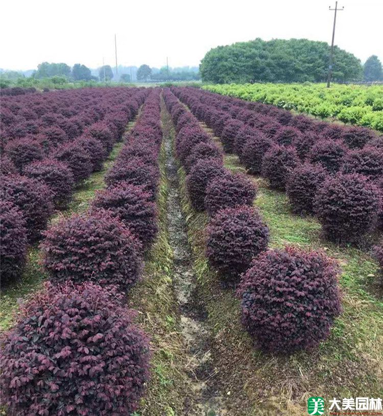 紅檵木球