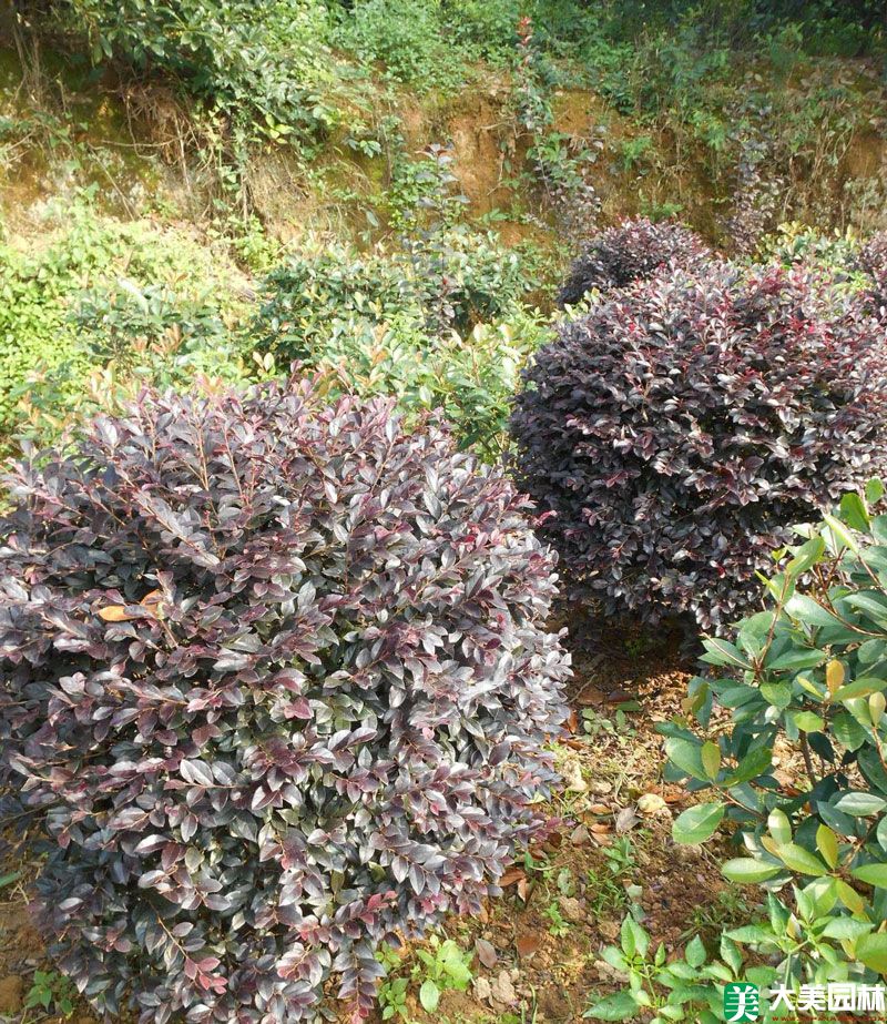 紅檵木球