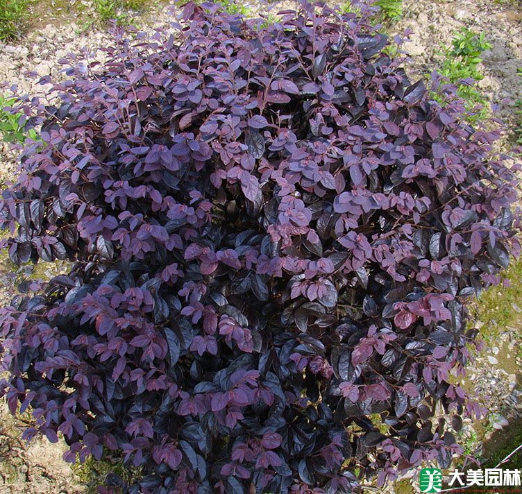 紅檵木球