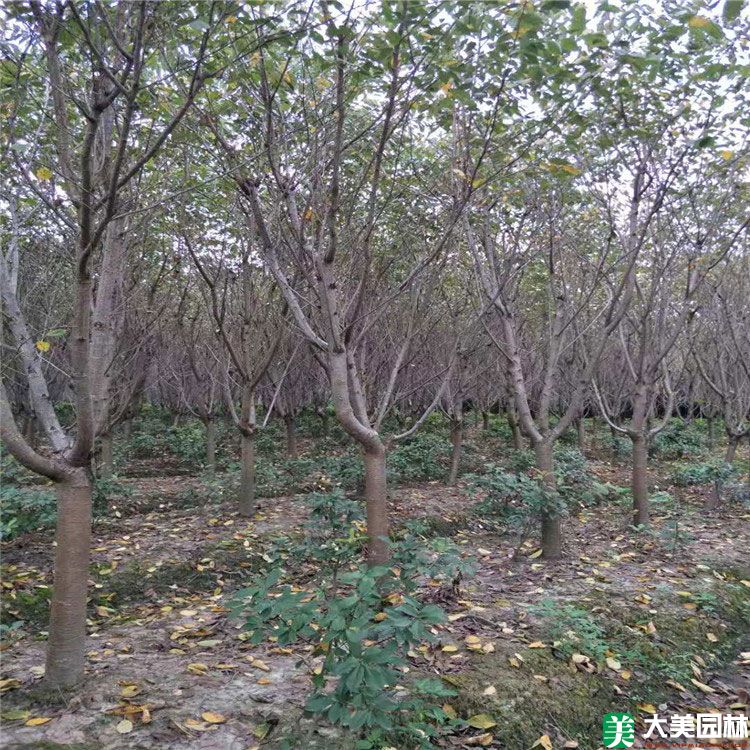 櫻花