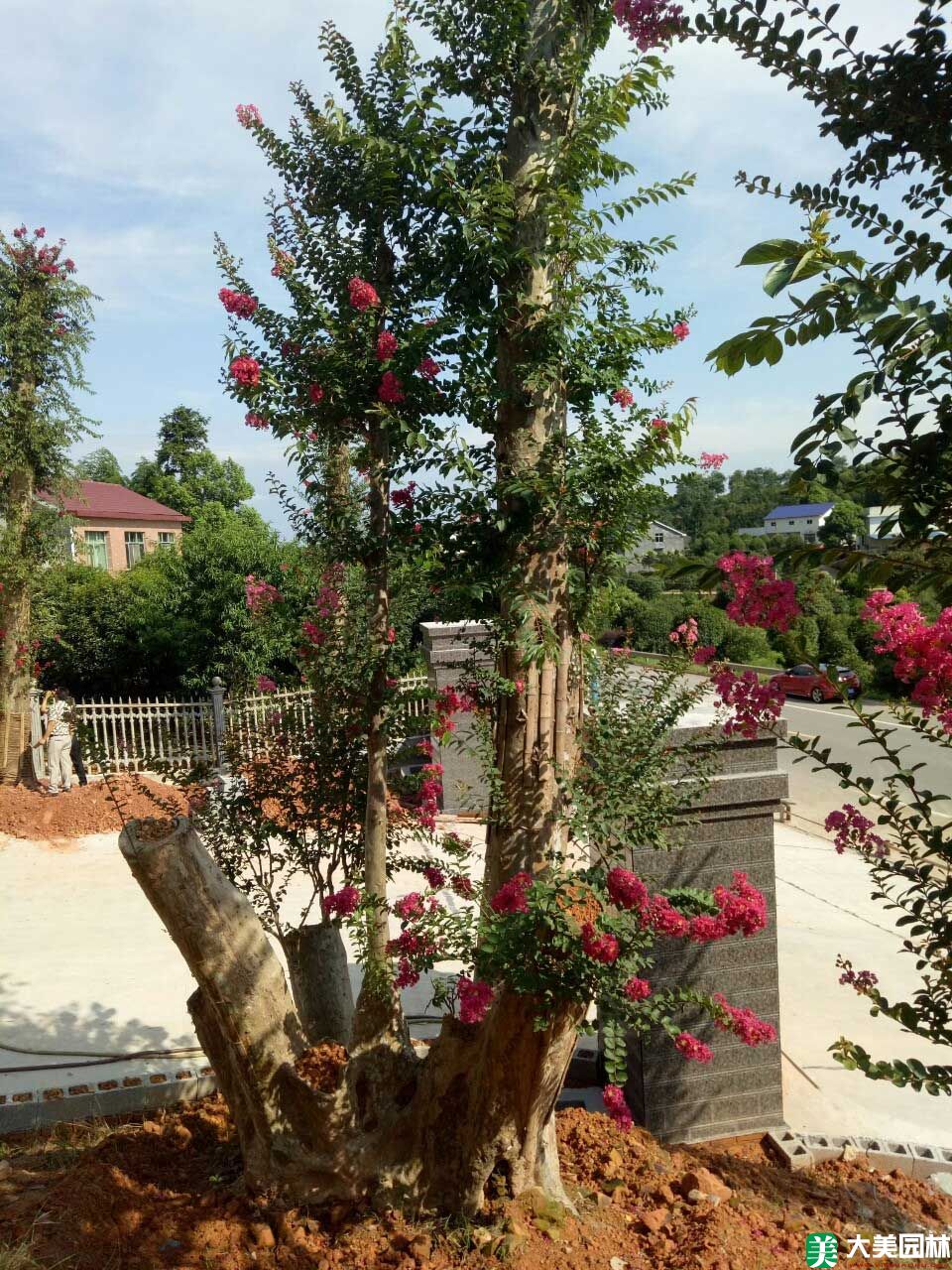 美國(guó)紫薇