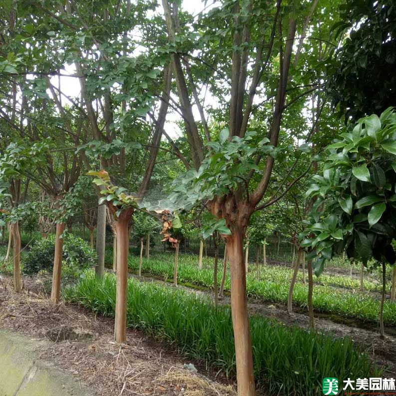 美國(guó)紫薇