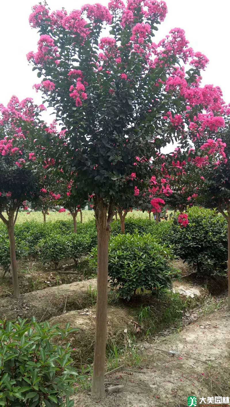 美國(guó)紫薇